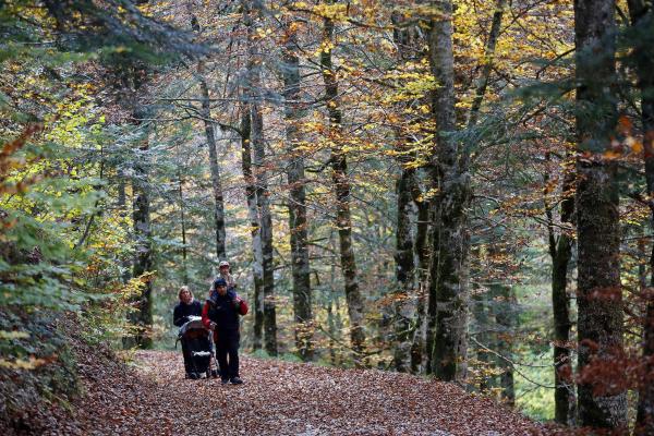 Family strolling through the forest